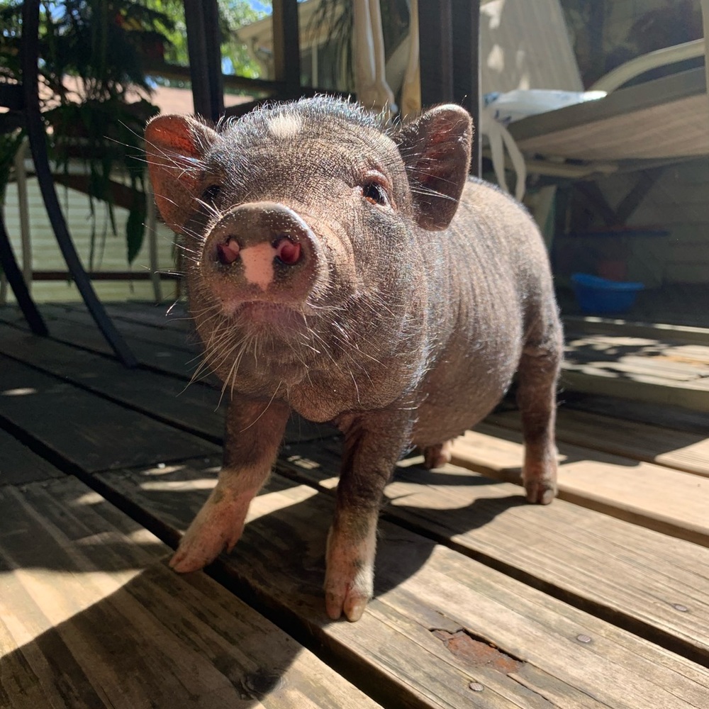 Meet your Posher, Alicia